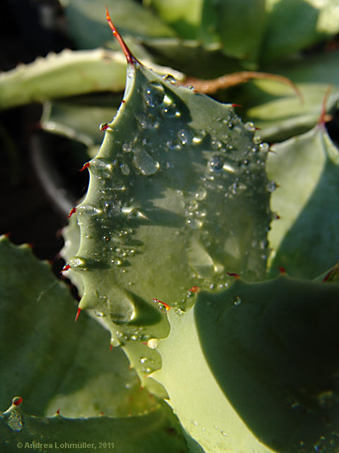 Agave pottatorum var. verschaffeltii