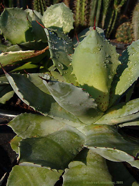 Agave pottatorum var. verschaffeltii