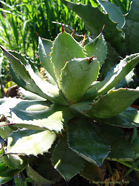 Agave pottatorum var. verschaffeltii