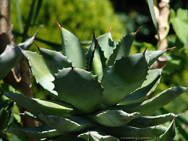 Agave pottatorum var. verschaffeltii