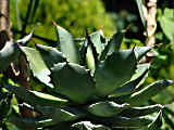 Agave potatorum var. verschaffeltii