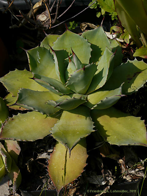 Agave pottatorum var. verschaffeltii