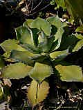 Agave potatorum var. verschaffeltii