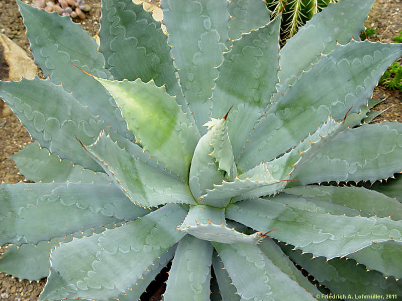 Agave pottatorum