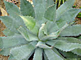 Agave potatorum