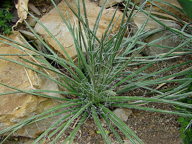 Agave schottii