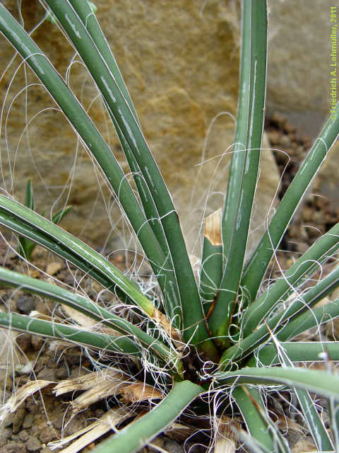 Agave schottii