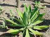 Agave seemanniana