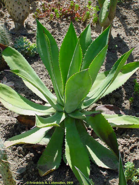 Agave seemanniana