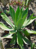 Agave seemanniana