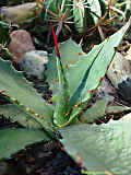 Agave shrevei subsp. magna