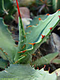 Agave shrevei subsp. magna