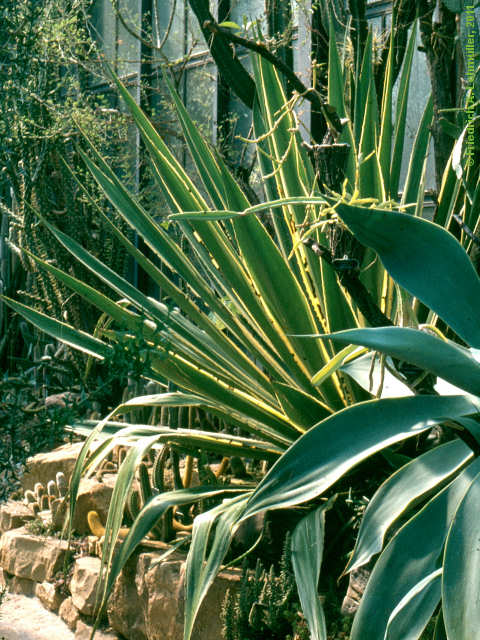 Agave sisalana