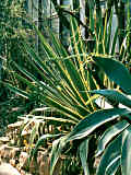 Agave sisaliana