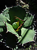 Agave sp.n.