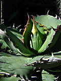 Agave sp.n.