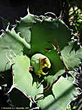 Agave sp.n.