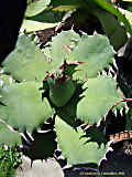 Agave sp.n.