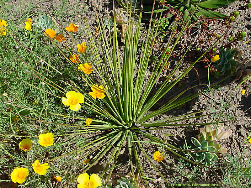 Agave striata