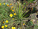 Agave striata