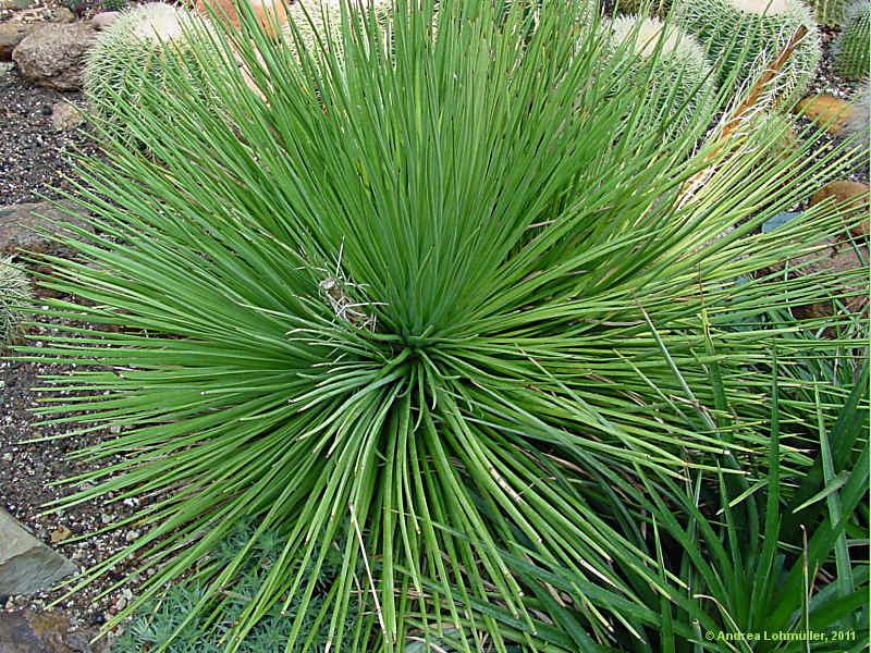 Agave striata