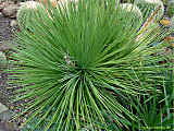 Agave striata