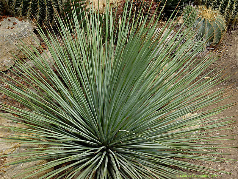 Agave striata