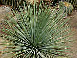 Agave striata