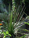 Agave striata