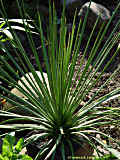 Agave striata