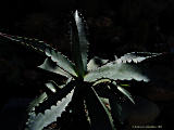 Agave subsimplex