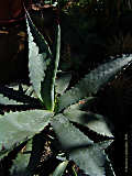 Agave subsimplex