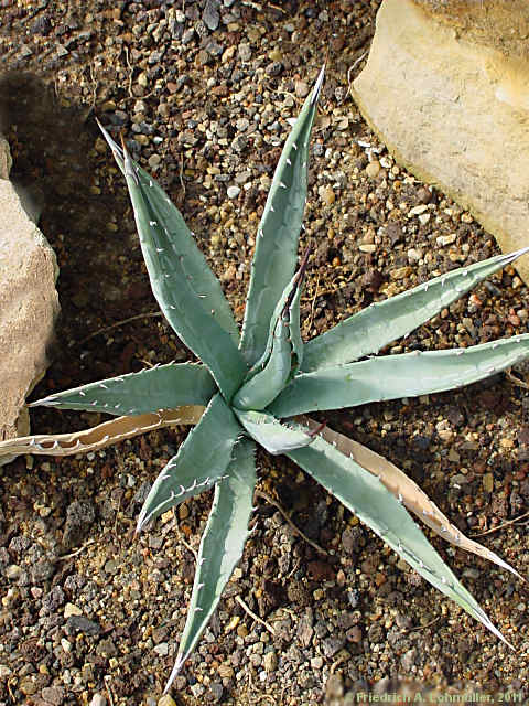 Agave utahensis