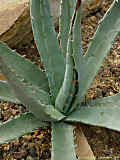 Agave utahensis