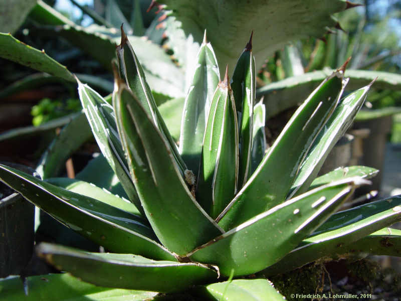 Agave victoriae-reginae