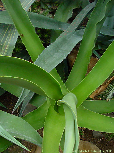 Agave vilmoriniana