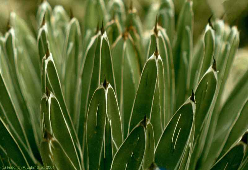 Agave victoriae-reginae