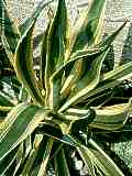 Agave americana