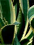 Agave americana var. marginata