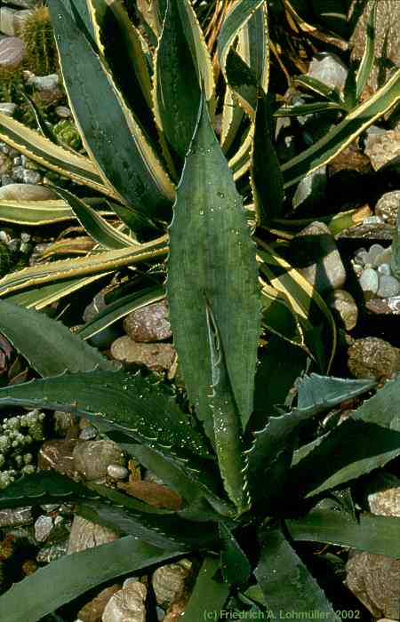 Agave americana