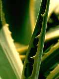 Agave americana var. marginata