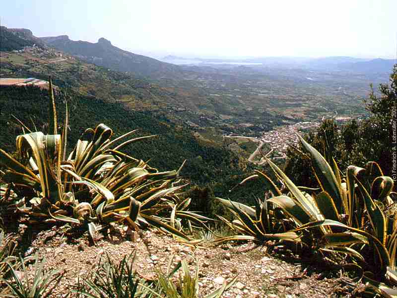 Agave americana var. margianta