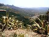 Agave americana var. margianta