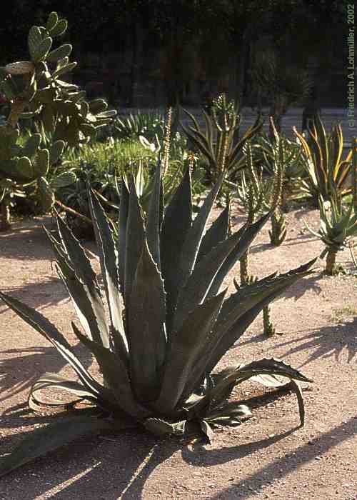 Agave americana