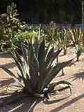 Agave americana