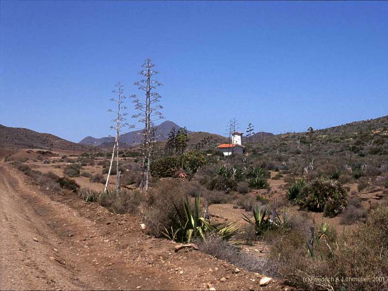 Agave americana