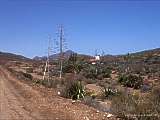 Agave americana