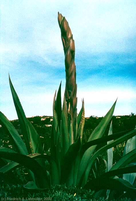 Agave americana