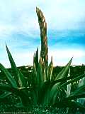 Agave americana