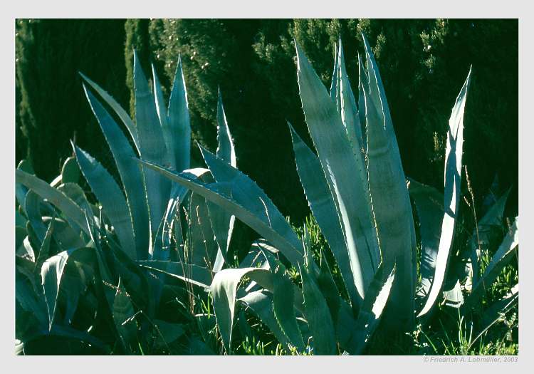 Agave americana